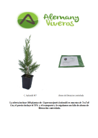 oferta leylandii m7 200626